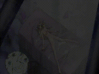 黑白混血保姆在庭院自慰时被手机直播偷拍，下体泛滥，真实泄露.bd蓝光碟BD在线观看.免费观看美女视频二区
